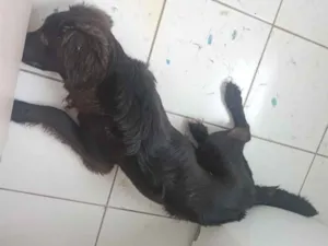 Cachorro raça SRD-ViraLata idade 1 ano nome ZEUS