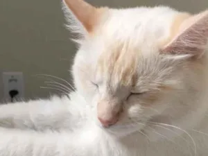 Gato raça SRD-ViraLata idade 1 ano nome Blair