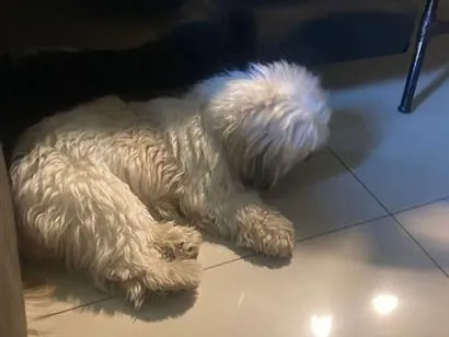 Cachorro raça SRD-ViraLata idade 3 anos nome bela