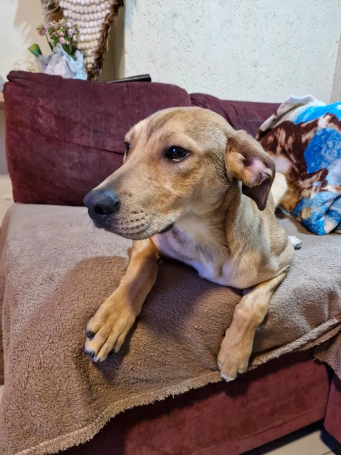 Cachorro raça SRD-ViraLata idade 1 ano nome caramelo 