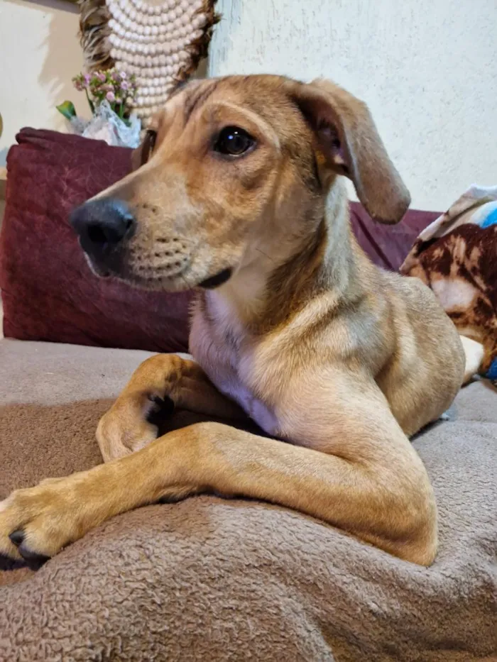 Cachorro raça SRD-ViraLata idade 1 ano nome caramelo 