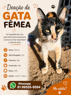 Gato raça SRD-ViraLata idade 2 a 6 meses nome Gata fêmea 