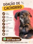 Doação de cachorro macho
