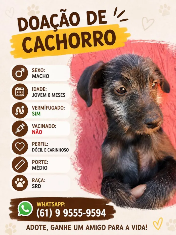Cachorro raça SRD-ViraLata idade 2 a 6 meses nome Doação de cachorro macho