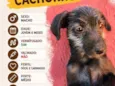 Doação de cachorro macho