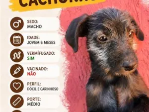 Cachorro raça SRD-ViraLata idade 2 a 6 meses nome Doação de cachorro macho