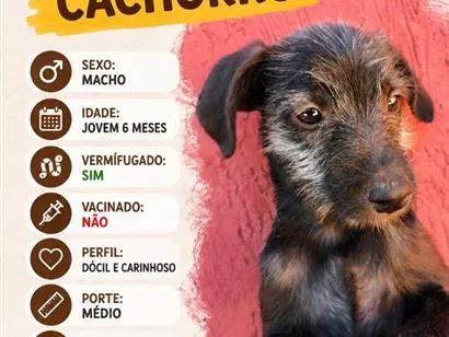Cachorro raça SRD-ViraLata idade 2 a 6 meses nome Doação de cachorro macho