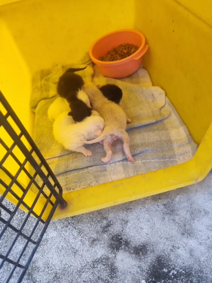 Gato raça SRD-ViraLata idade Abaixo de 2 meses nome vários gatos 