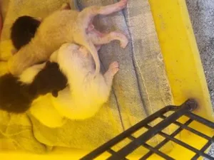Gato raça SRD-ViraLata idade Abaixo de 2 meses nome vários gatos 