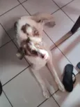 Hachi