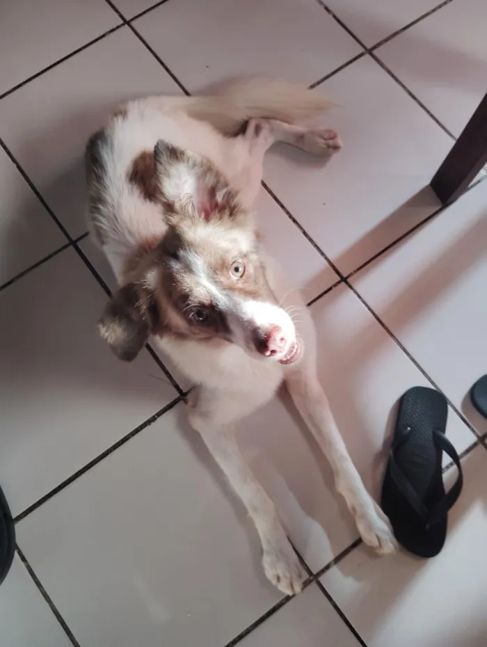 Cachorro raça SRD-ViraLata idade 7 a 11 meses nome Hachi
