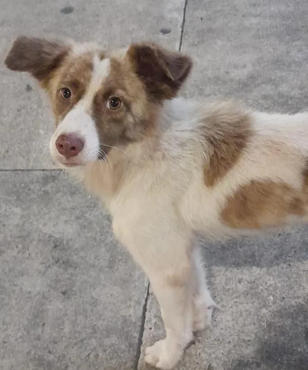 Cachorro raça SRD-ViraLata idade 7 a 11 meses nome Hachi
