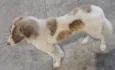 Hachi