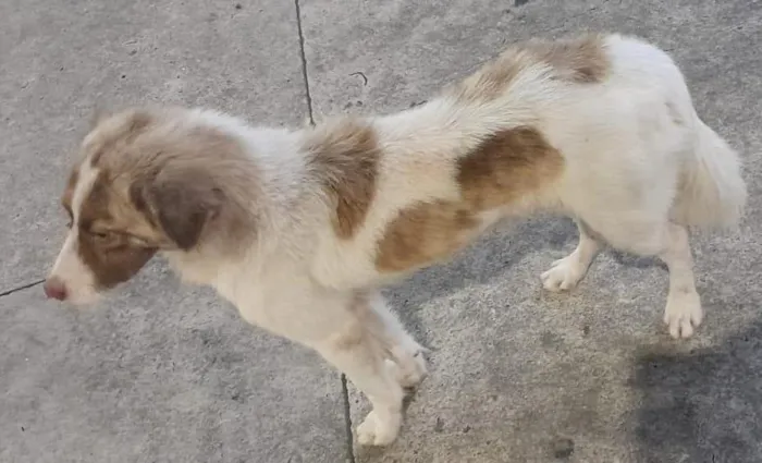 Cachorro raça SRD-ViraLata idade 7 a 11 meses nome Hachi