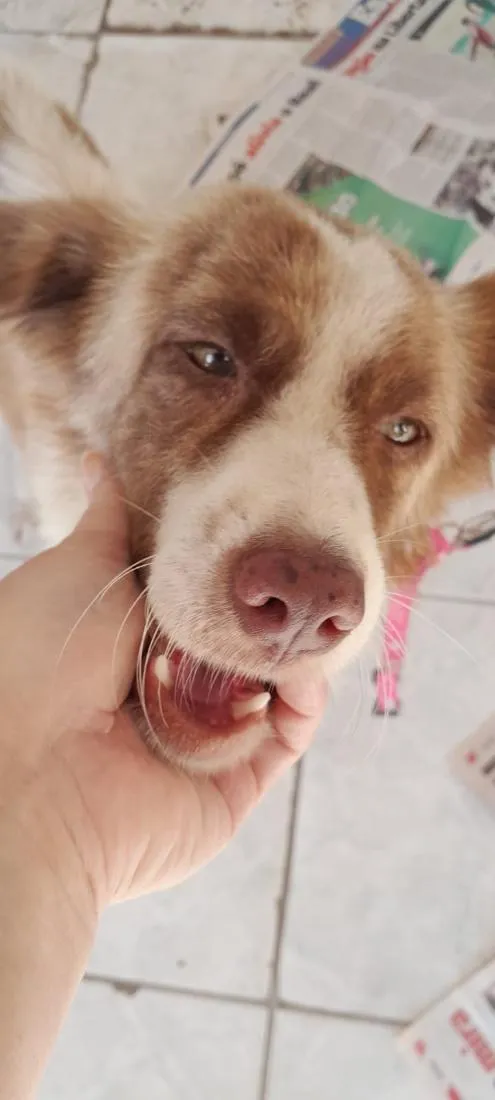 Cachorro raça SRD-ViraLata idade 7 a 11 meses nome Hachi