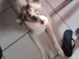 Hachi