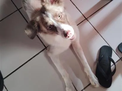Cachorro raça SRD-ViraLata idade 7 a 11 meses nome Hachi