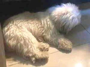 Cachorro raça SRD-ViraLata idade 3 anos nome bela