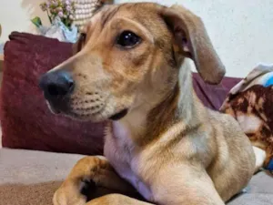 Cachorro raça SRD-ViraLata idade 1 ano nome caramelo 