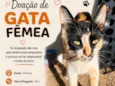 Gata fêmea 
