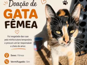 Gato raça SRD-ViraLata idade 2 a 6 meses nome Gata fêmea 