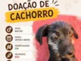 Doação de cachorro macho