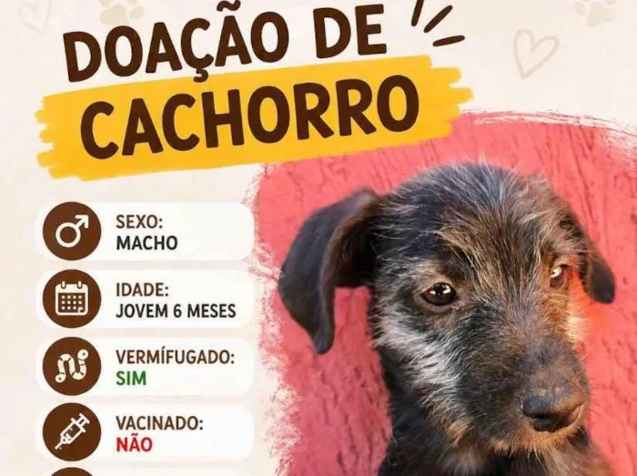 Cachorro raça SRD-ViraLata idade 2 a 6 meses nome Doação de cachorro macho