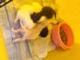 vários gatos 