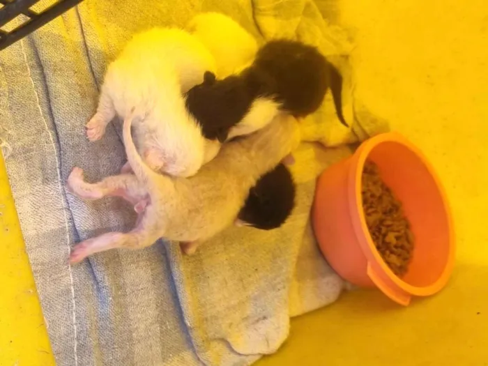 Gato raça SRD-ViraLata idade Abaixo de 2 meses nome vários gatos 