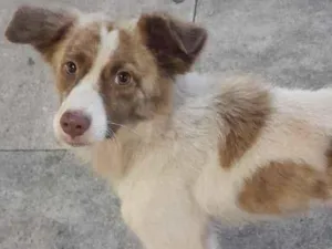 Cachorro raça SRD-ViraLata idade 7 a 11 meses nome Hachi