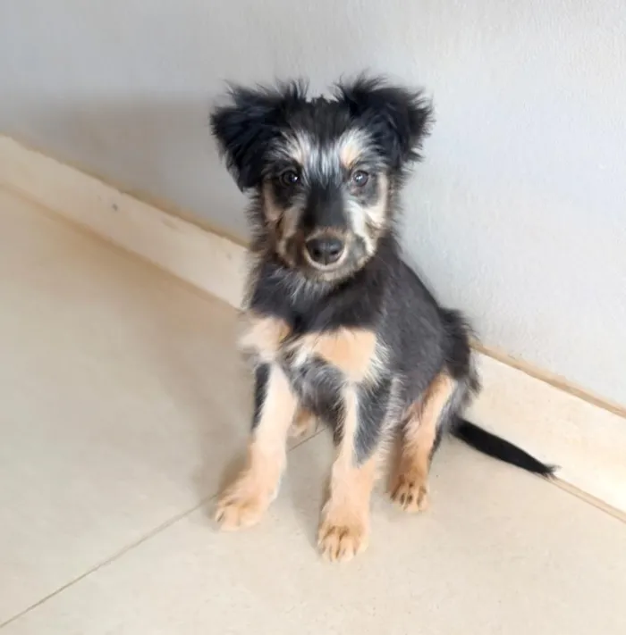 Cachorro raça SRD-ViraLata idade 2 a 6 meses nome Nina