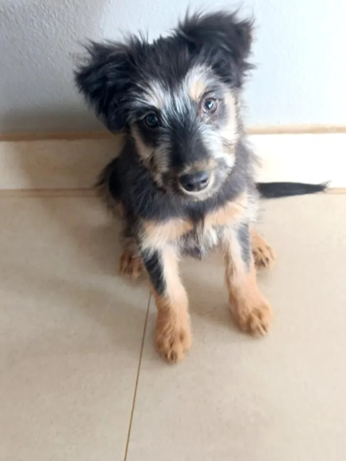 Cachorro raça SRD-ViraLata idade 2 a 6 meses nome Nina