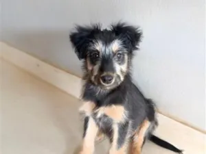 Cachorro raça SRD-ViraLata idade 2 a 6 meses nome Nina