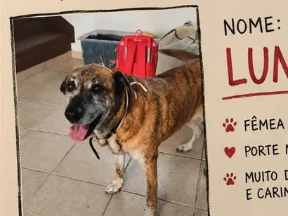 Cachorro raça SRD-ViraLata idade 6 ou mais anos nome Luna