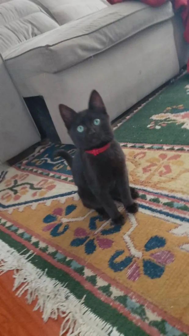 Gato raça SRD-ViraLata idade 2 a 6 meses nome Xico