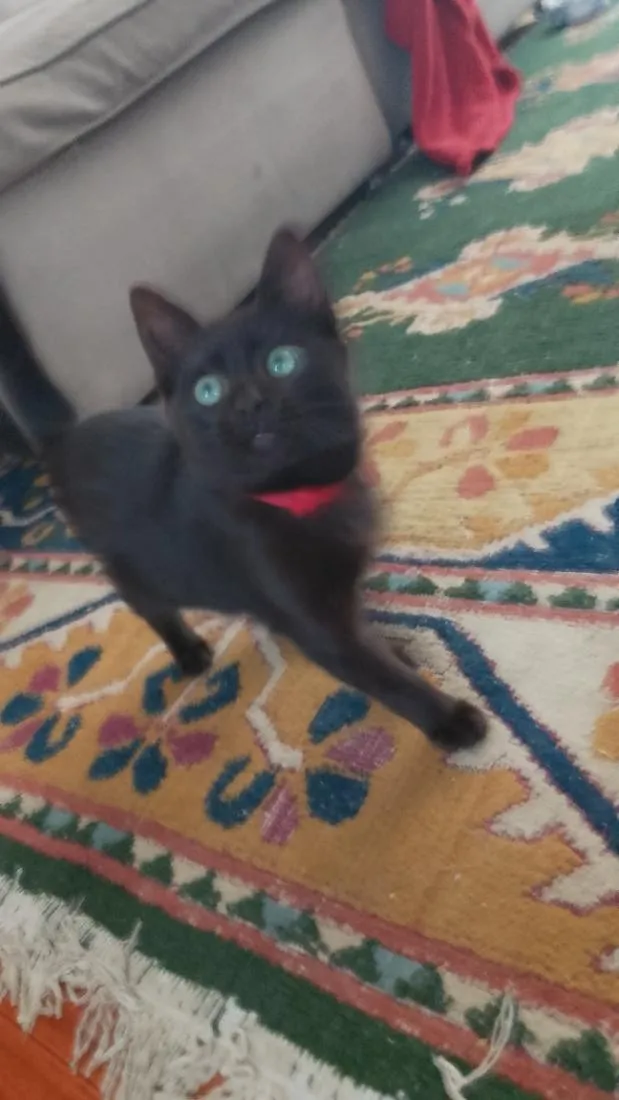 Gato raça SRD-ViraLata idade 2 a 6 meses nome Xico
