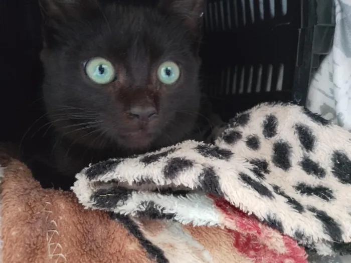Gato raça SRD-ViraLata idade 2 a 6 meses nome Xico