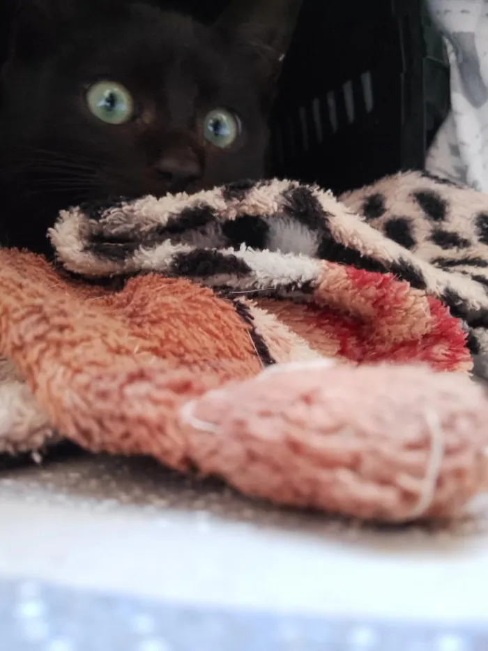 Gato raça SRD-ViraLata idade 2 a 6 meses nome Xico