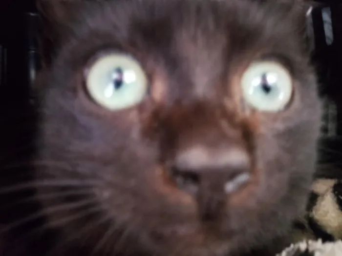 Gato raça SRD-ViraLata idade 2 a 6 meses nome Xico