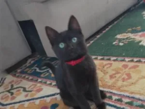 Gato raça SRD-ViraLata idade 2 a 6 meses nome Xico