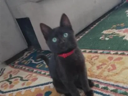 Gato raça SRD-ViraLata idade 2 a 6 meses nome Xico