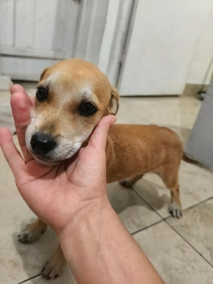 Cachorro raça SRD-ViraLata idade 2 a 6 meses nome Sem nomes ainda 