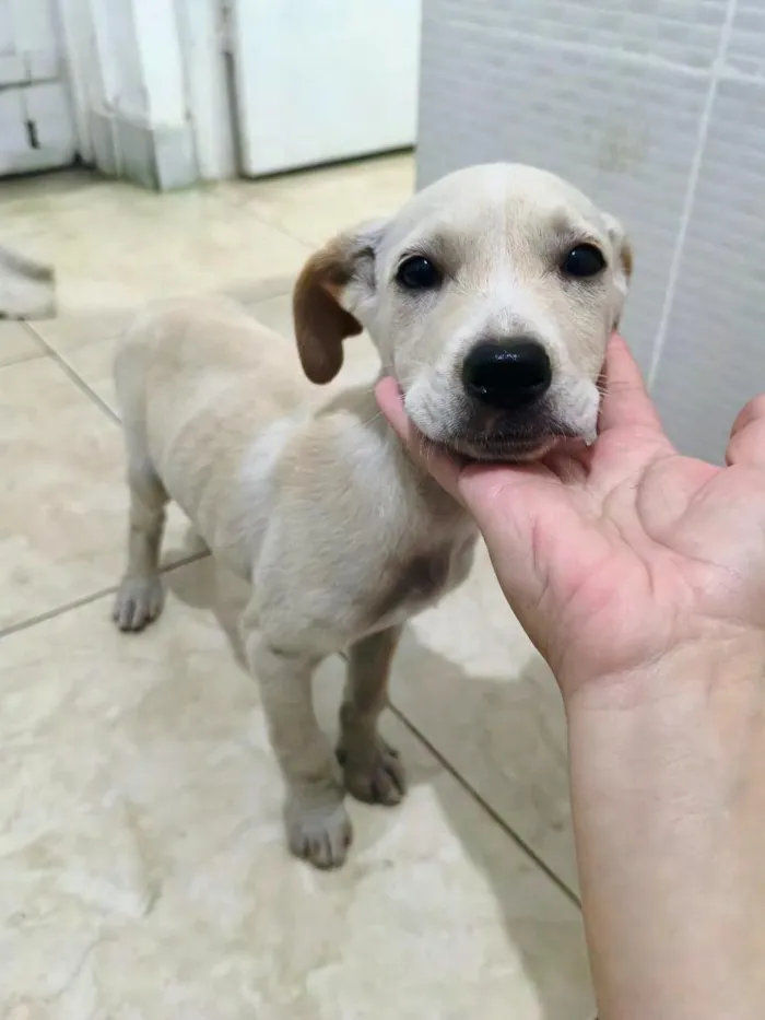 Cachorro raça SRD-ViraLata idade 2 a 6 meses nome Sem nomes ainda 