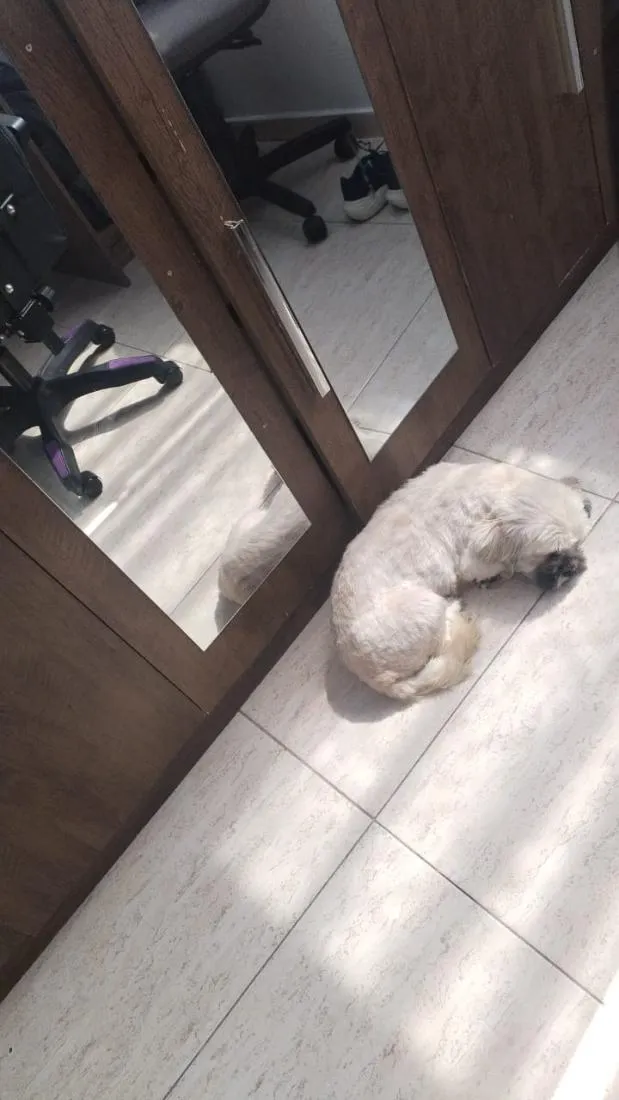 Cachorro raça Shitzu idade 2 anos nome não sei