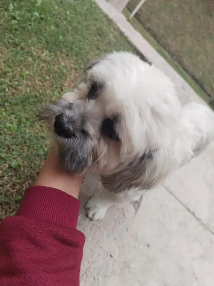 Cachorro raça Shitzu idade 2 anos nome não sei