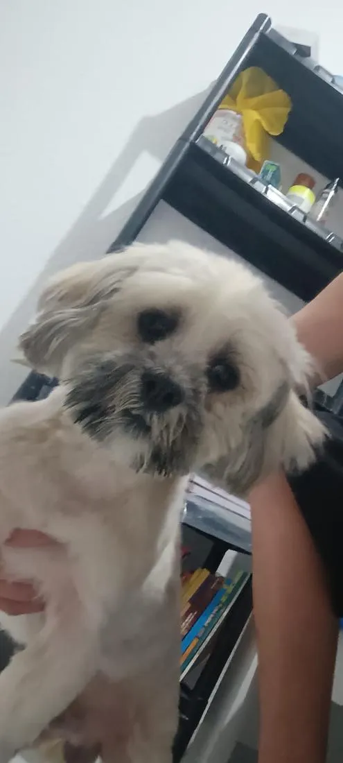 Cachorro raça Shitzu idade 2 anos nome não sei
