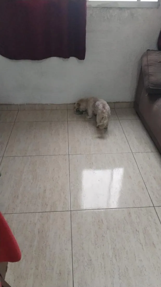 Cachorro raça Shitzu idade 2 anos nome não sei