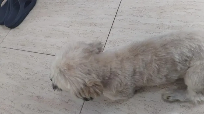 Cachorro raça Shitzu idade 2 anos nome não sei