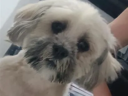 Cachorro raça Shitzu idade 2 anos nome não sei