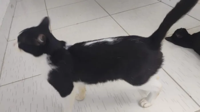 Gato raça SRD-ViraLata idade 7 a 11 meses nome Cofre